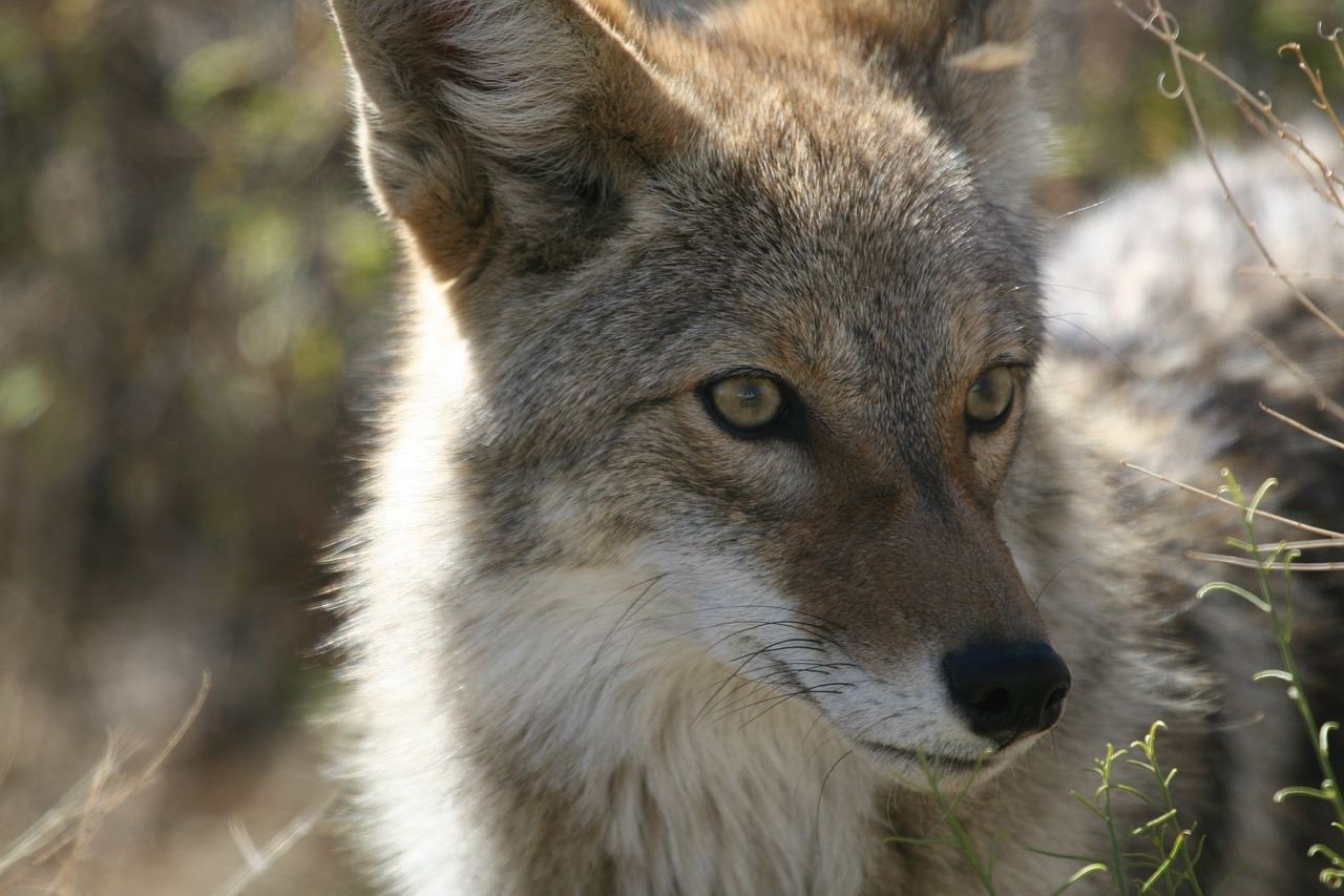 photo of a coyote