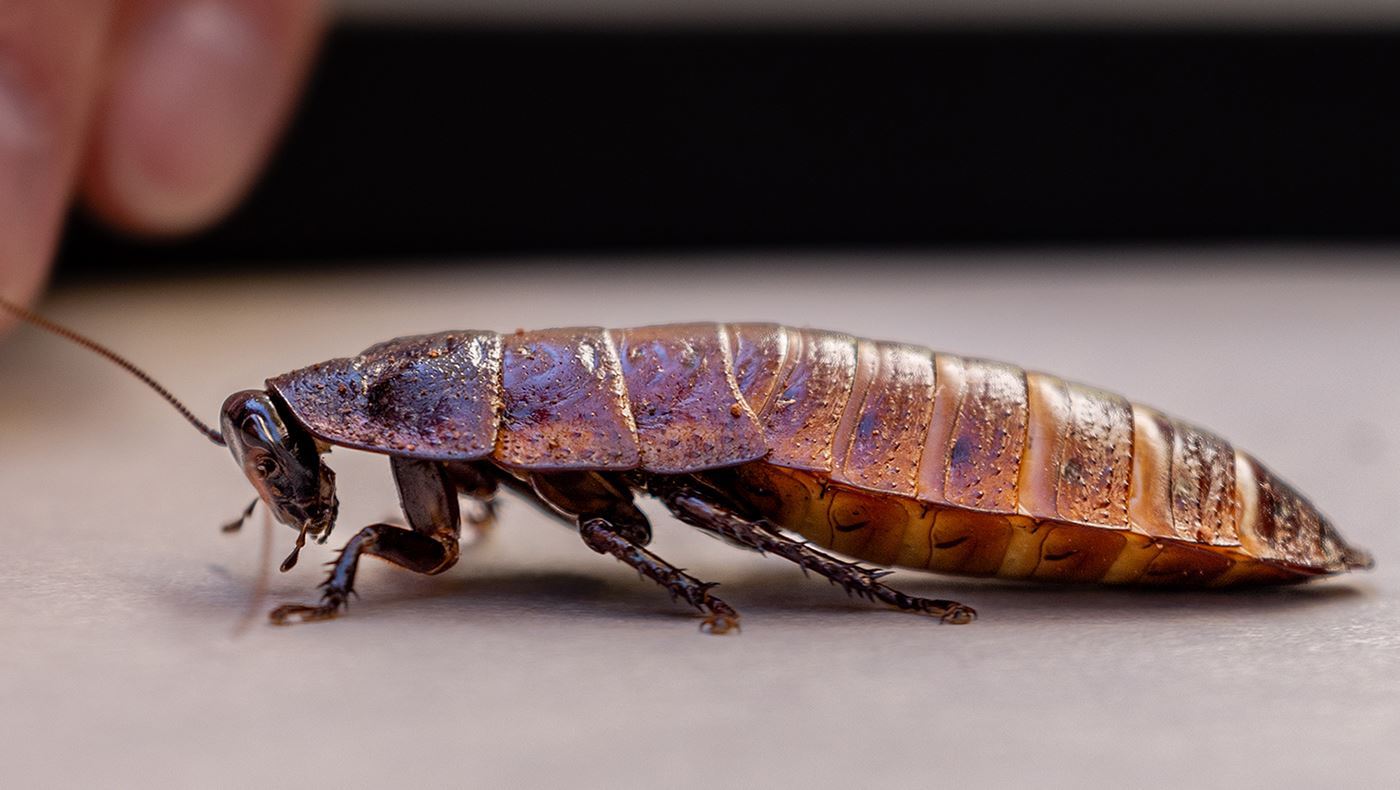 Madagascar Hissing Cockroach
