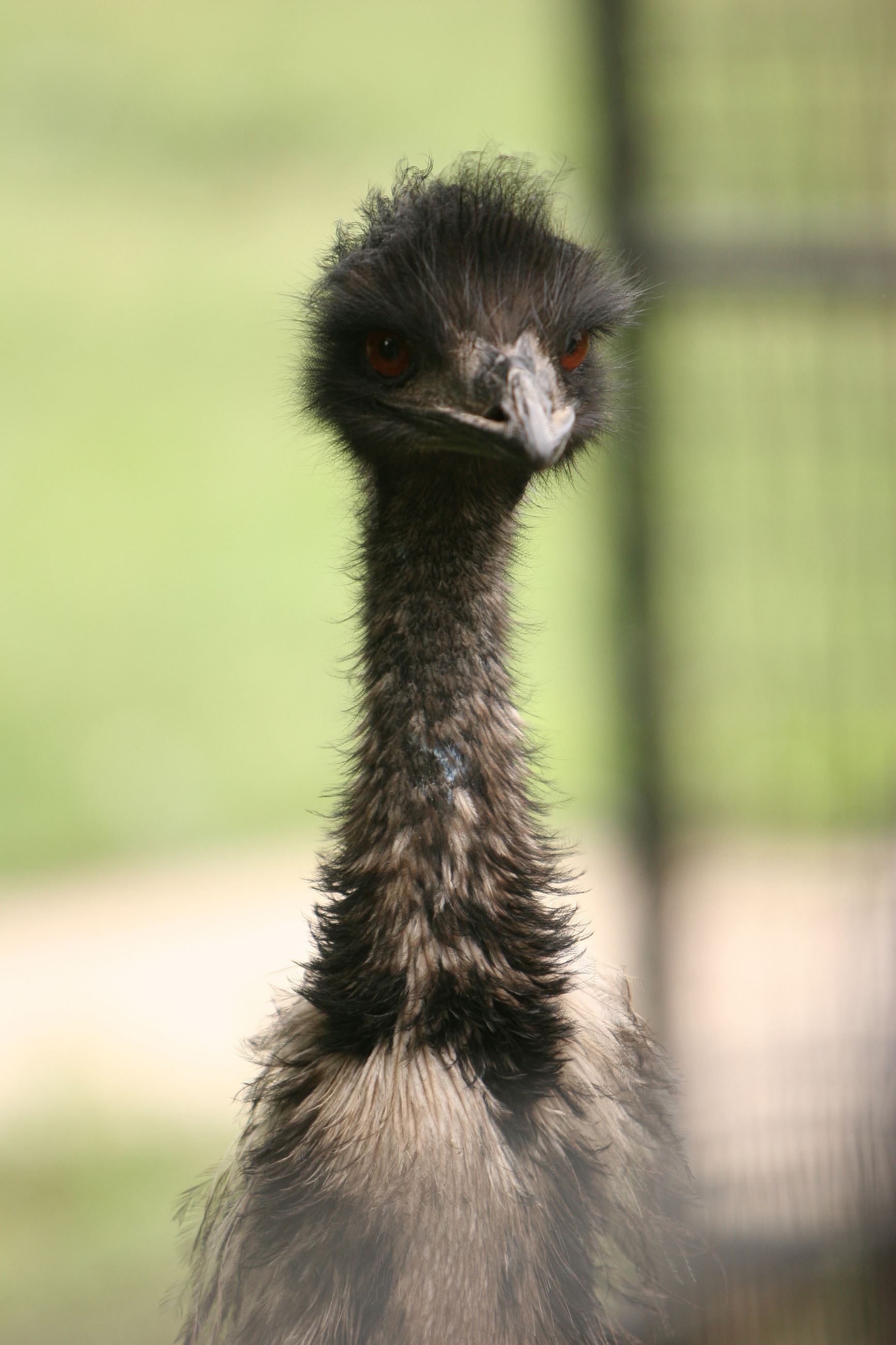 Emu Looking Head On