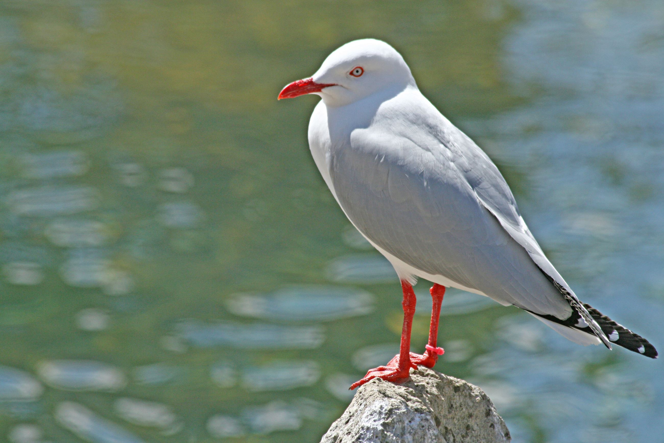 Silver Gull Perched on a Rock