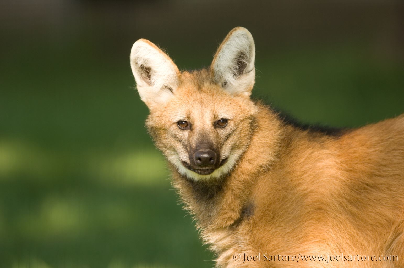 Maned Wolf Looking Head On