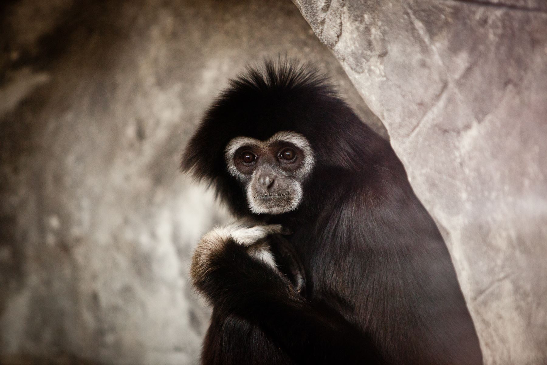 White-Handed Gibbon Sitting in Enclosure