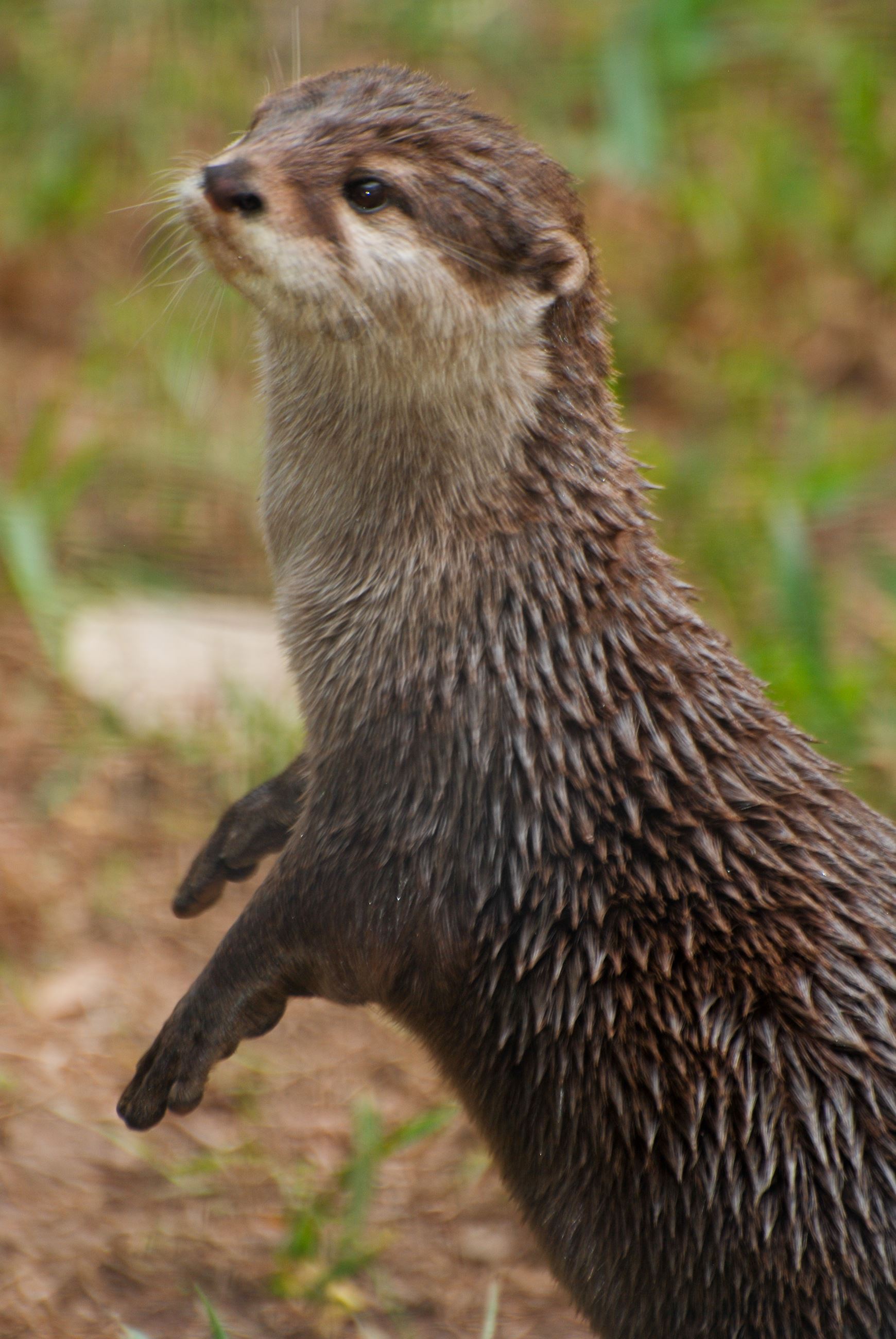 Asian Small-Clawed Otter Standing Upright