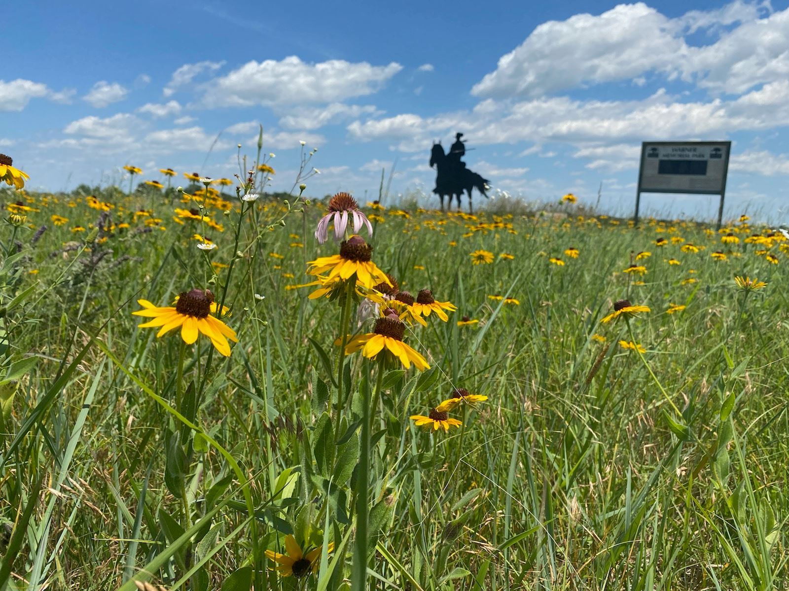 Pollinator Pocket on Warner Park Road